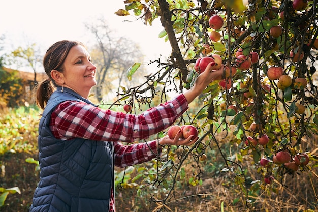 Foto mujer recogiendo manzanas maduras en la granja granjero agarrando manzanas del árbol en el huerto frutas frescas y saludables