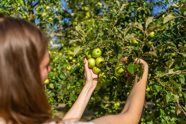 Foto mujer recogiendo manzanas verdes del árbol