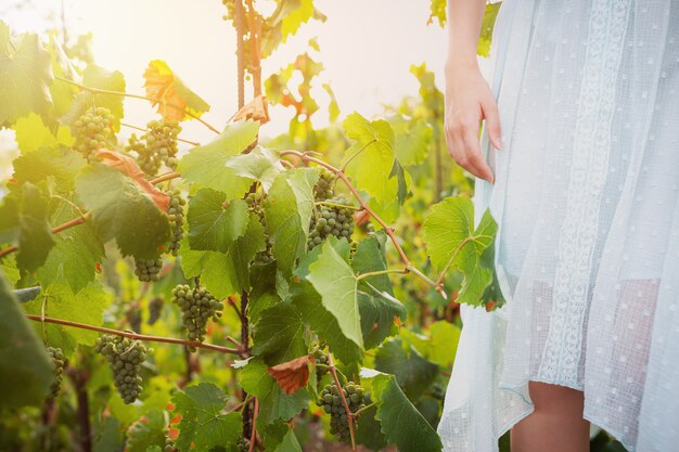 Mujer recogiendo uvas de vino en un viñedo