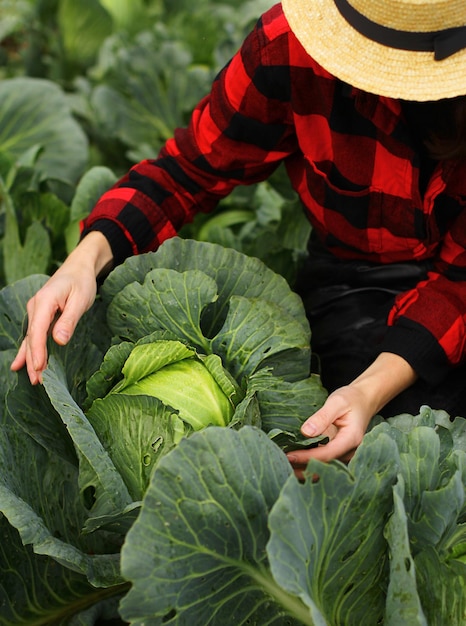 Mujer recogiendo vegetales de repollo en el campo Mujer agricultora trabajando en una granja orgánica Cosechando en la temporada de otoño