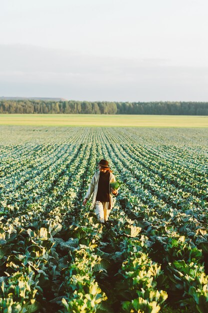 Mujer recogiendo verduras de col en el campo. Granjero de sexo femenino que trabaja en la granja orgánica. Cosecha en otoño.