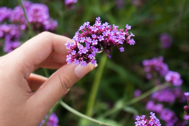 Mujer recogiendo violeta flores en un prado, mano close-up, hierba verde.