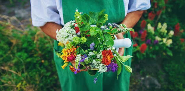 La mujer recolecta hierbas y flores medicinales. Enfoque selectivo.