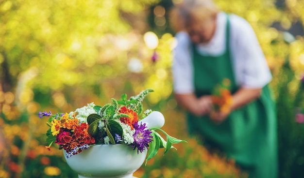 La mujer recolecta hierbas y flores medicinales. Enfoque selectivo.