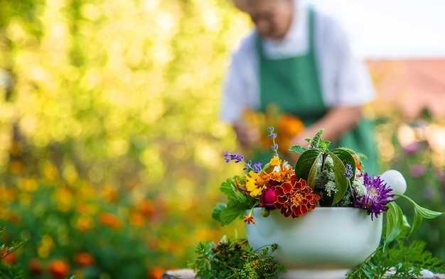 La mujer recolecta hierbas y flores medicinales. Enfoque selectivo.