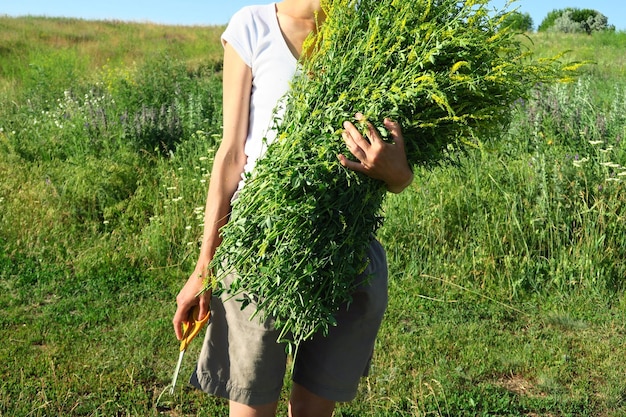 mujer recolecta plantas medicinales en el campo para la preparación de ingredientes para té medicinal
