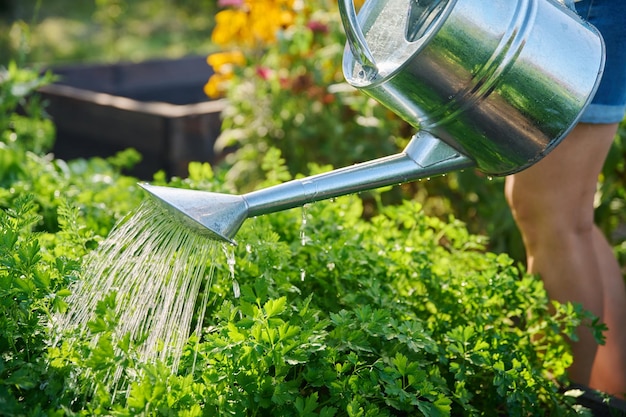 Mujer regando una cama de jardín con una regadera Cultivo de hierbas vegetales ecológicas orgánicas naturales en el concepto de temporada de verano de estilo de vida de ocio y hobby de jardín