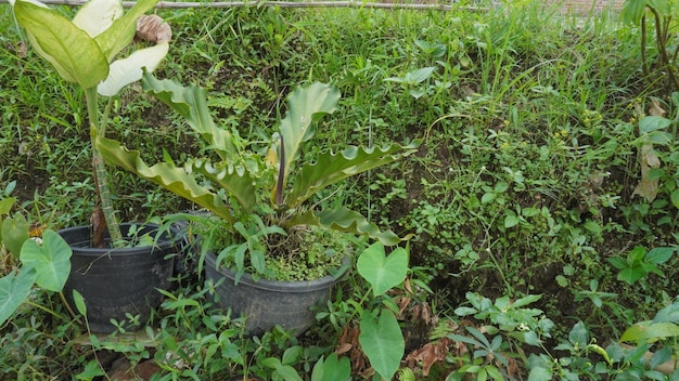 Una mujer regando plantas en un jardín.