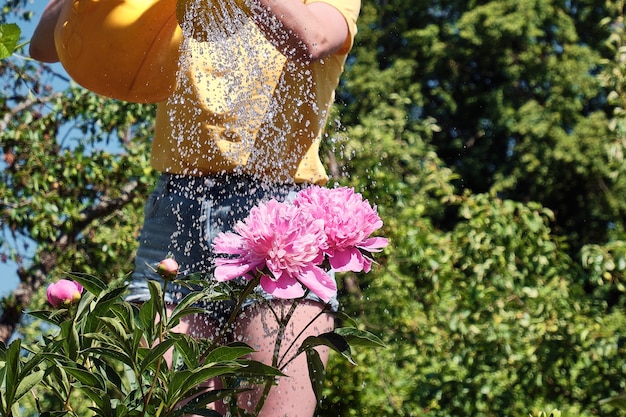 Mujer, regar flores, en, jardín