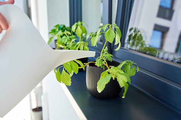 mujer, regar planta, en, ventana, housplant, cuidado