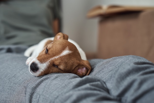 Mujer relajante con su cachorro de Jack Russell Terrier en el sofá