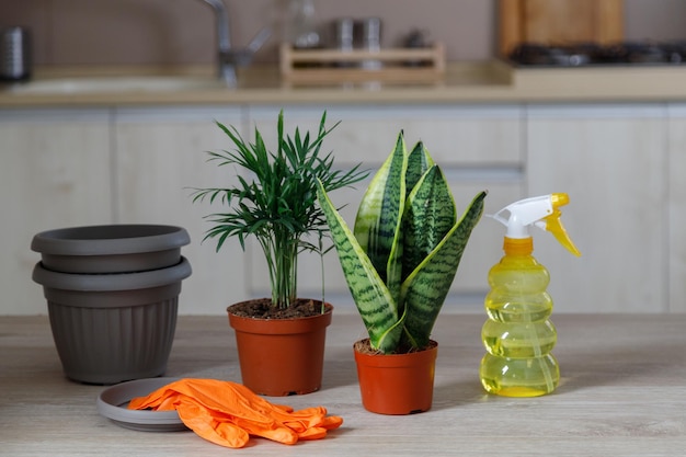 Mujer replantando flores en macetas grises nuevas el trasplante de plantas de interior en casa