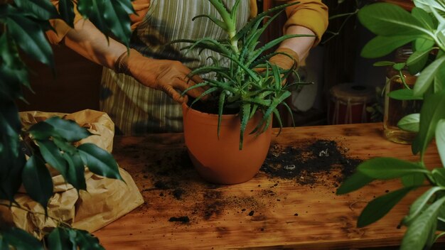 Mujer replantando planta de interior de aloe vera