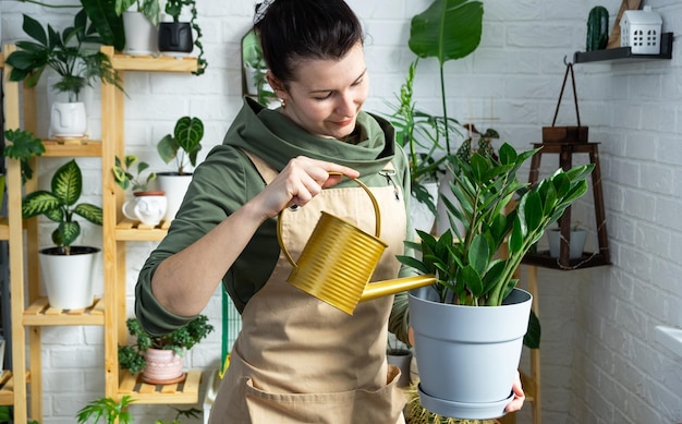 Una mujer riega las plantas caseras de su colección de especies raras de una regadera cultivada con amor en estantes en el interior de la casa Planta casera que crece el equilibrio hídrico de la casa verde