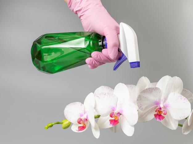 Mujer rociando flores de orquídeas phalaenopsis con una botella de spray Cuidando las plantas caseras