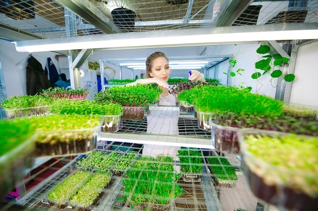 Mujer rociando microgreens con agua. Una pequeña granja micro-verde.