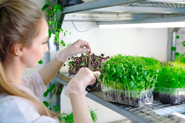 Mujer rociando microgreens con agua. Una pequeña granja micro-verde.