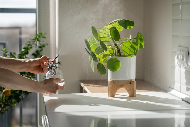 Mujer rociando pilea houseplant usando rociador humedece el aire que rodea las hojas en la cocina de casa