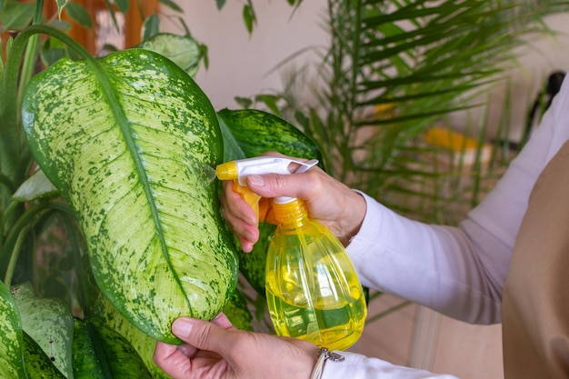 Mujer rociando plantas dieffenbachia a con una botella de spray