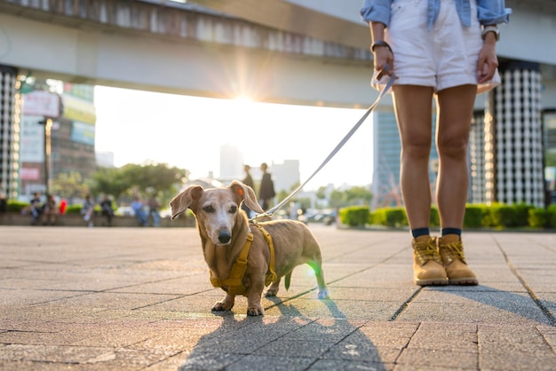 Mujer sale con perro dachshund en la ciudad a la hora de la puesta del sol