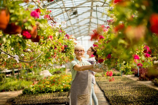 Mujer Senior que trabaja con flores de primavera en greengarden