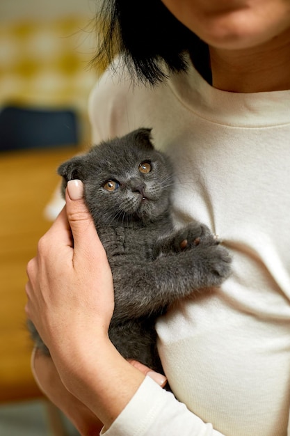 Mujer sentada y sostenga en la mano lindo gatito gris hembra