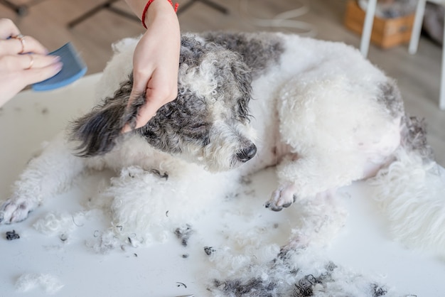 Mujer sonriente aseo perro bichon frise en el salón