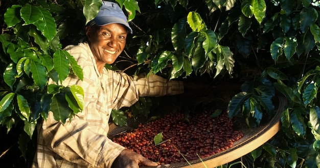 Mujer sonriente de Brasil recogiendo semillas de café rojo en plantaciones de café.