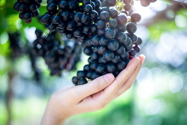 Mujer sostenga uvas rojas púrpuras en la vid