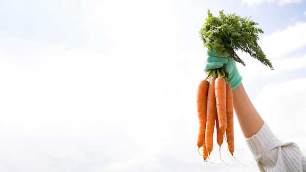 Mujer sosteniendo algunas zanahorias con espacio de copia