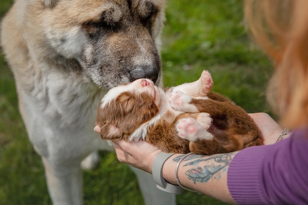 Foto una mujer sosteniendo un cachorro con un tatuaje en el brazo.