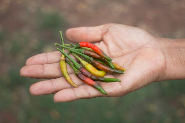 Mujer sosteniendo chiles rojos y verdes frescos en sus manos