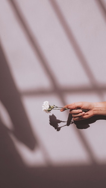 Mujer sosteniendo un clavel blanco contra una pared rosa