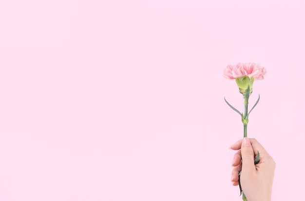 Mujer sosteniendo clavel rosa sobre fondo rosa mesa