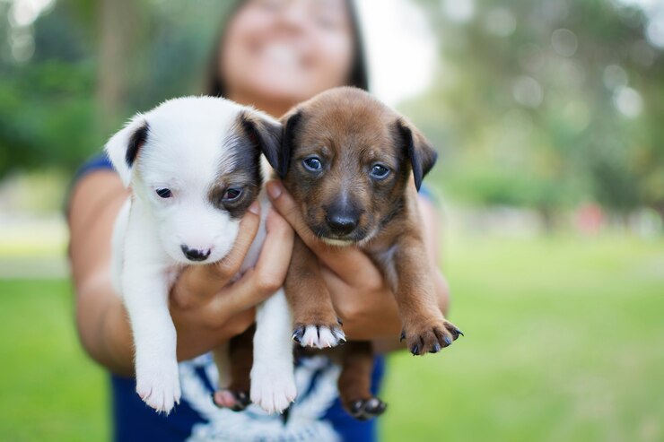 Mujer sosteniendo dos cachorros que se ven en primer plano.