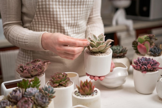 Foto mujer sosteniendo echeveria planta de casa suculenta en una olla