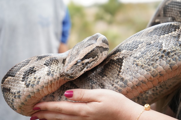 Mujer sosteniendo una gran serpiente en sus brazos y manos