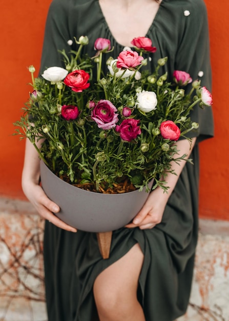 Foto mujer sosteniendo una maceta grande con flores de ranúnculo rosa de cerca