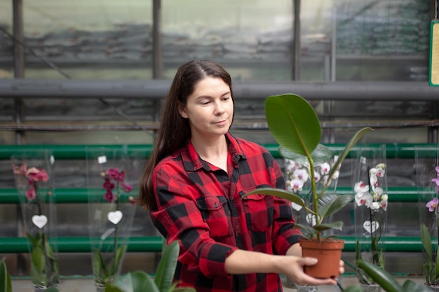 Mujer sosteniendo en las manos una olla con un árbol de ficus elastica en concepto de compras de plantas de maceta