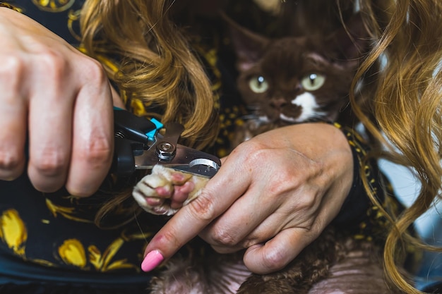 Una mujer sosteniendo una pata y cortando las garras del gato devon rex con una maquinilla