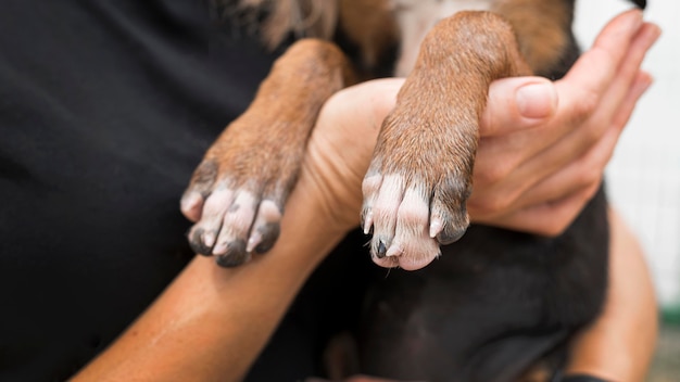 Foto mujer sosteniendo patas de perro de rescate en el refugio