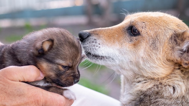 Mujer sosteniendo un pequeño cachorro cerca del perro de su madre.