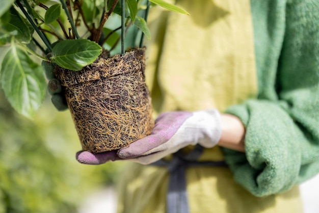 Mujer sosteniendo una planta de hortensia con raíces y suelo replantando