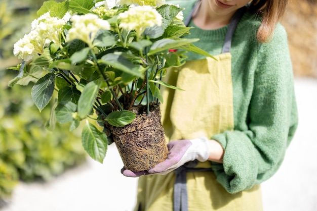 Mujer sosteniendo una planta de hortensia con raíces y suelo replantando