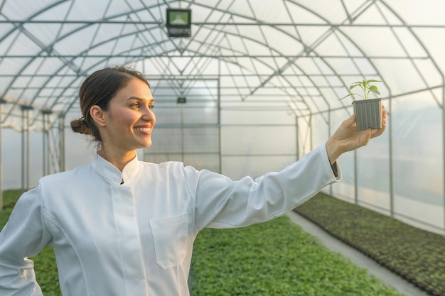 Mujer sosteniendo planta en maceta en vivero de invernadero. Invernadero de plántulas.