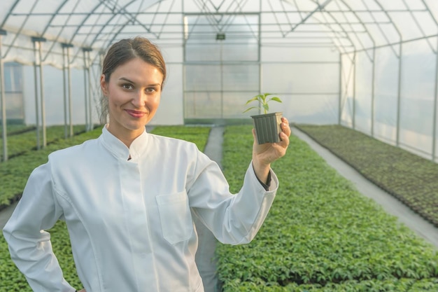 Mujer sosteniendo planta en maceta en vivero de invernadero. Invernadero de plántulas.