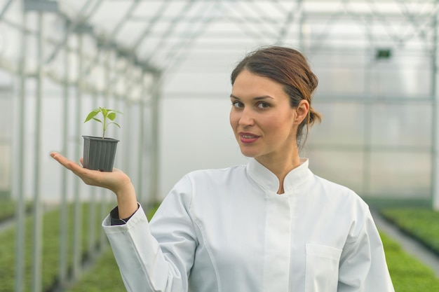 Mujer sosteniendo planta en maceta en vivero de invernadero. Invernadero de plántulas.