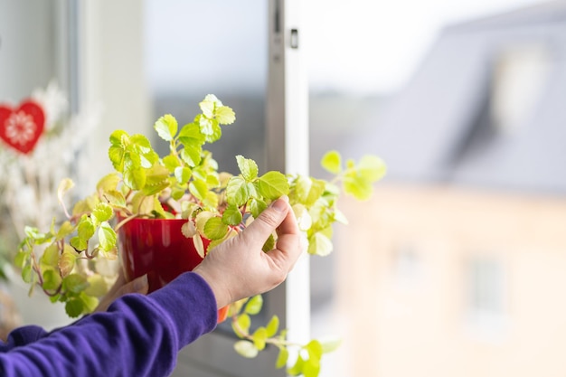 Mujer sosteniendo una planta con sus manos