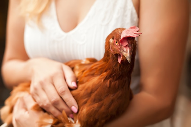 Mujer sosteniendo un pollo en un gallinero. Animales de granja.