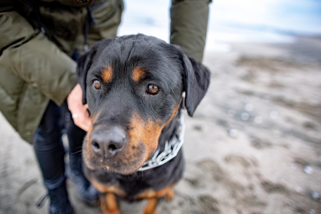 Mujer sosteniendo y poniéndose el collar para el perro rottweiler en clima frío